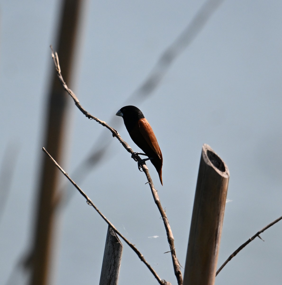 Chestnut Munia - ML638270912