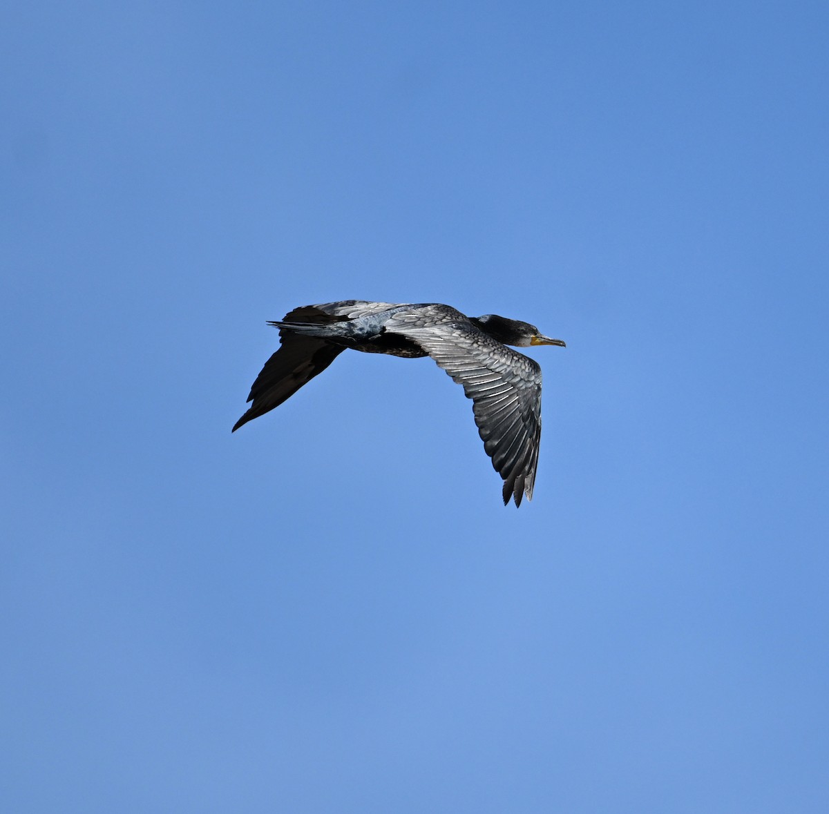 Indian Cormorant - ML638270917