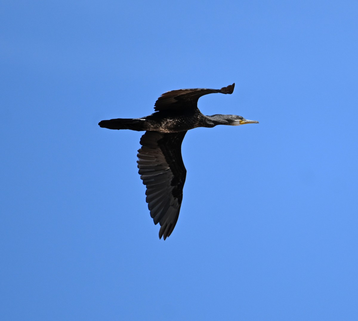 Indian Cormorant - ML638270918