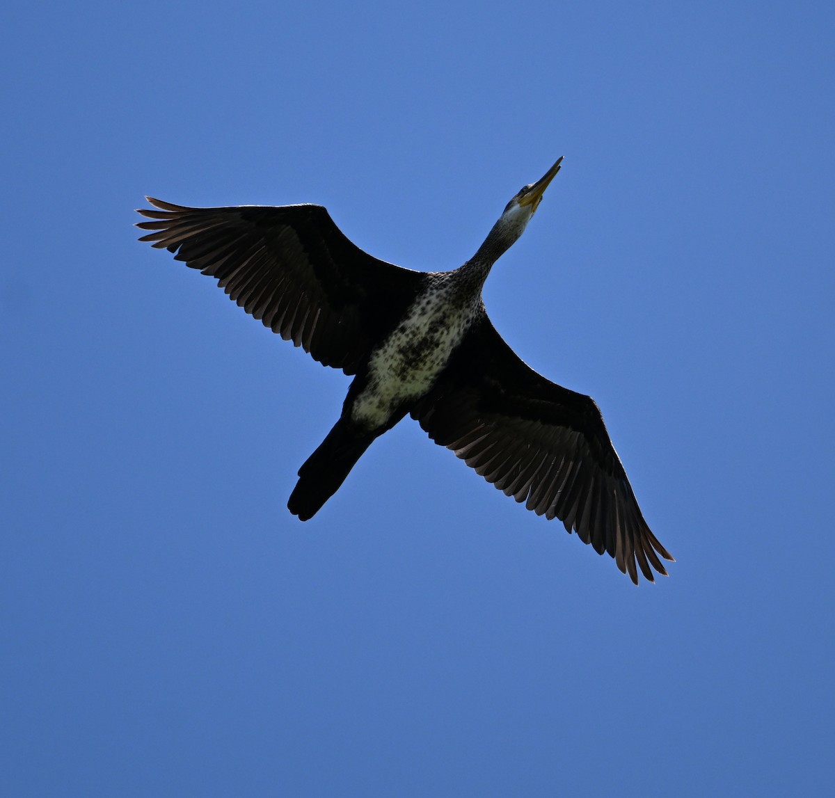 Indian Cormorant - ML638270919