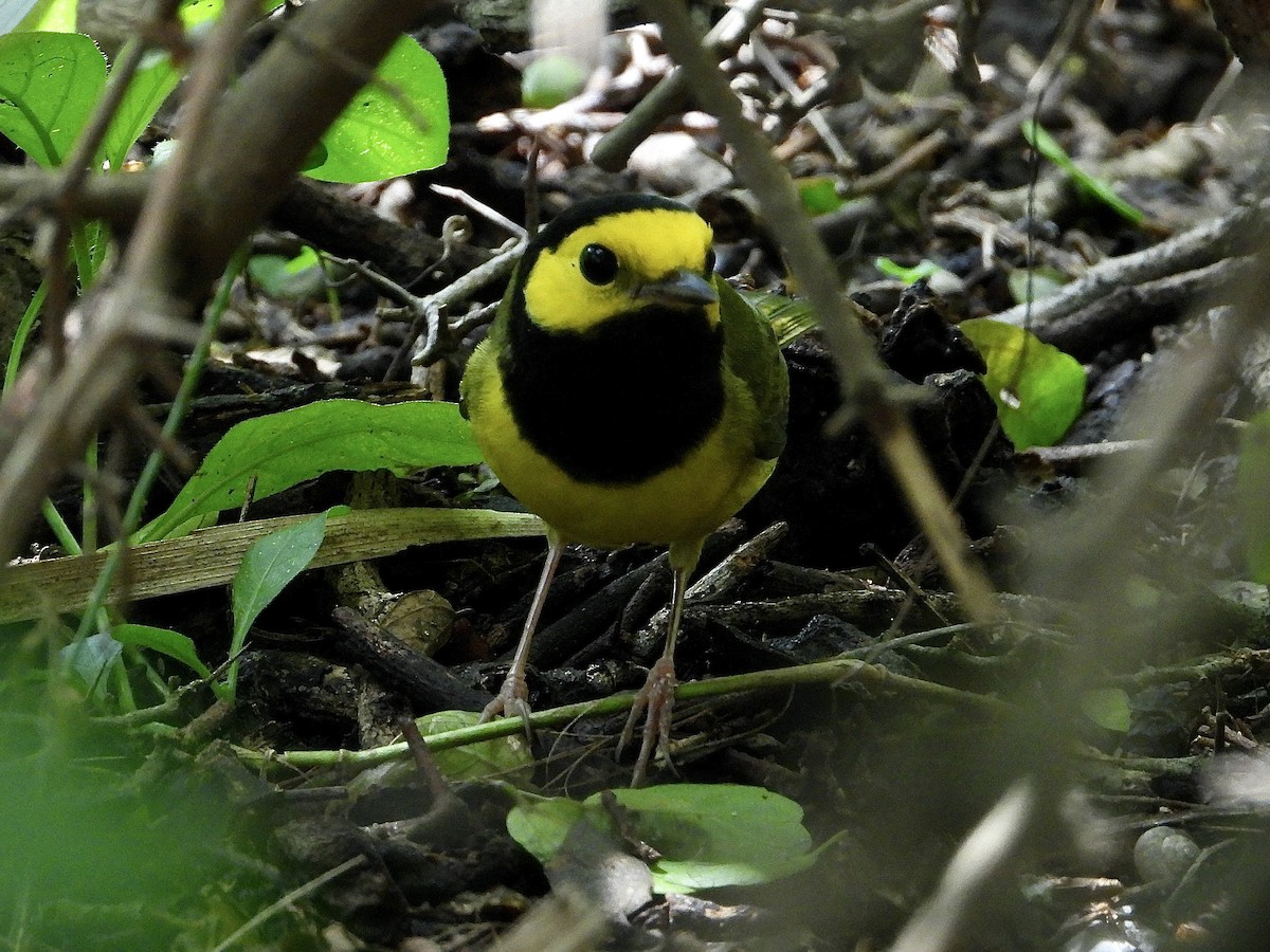 Hooded Warbler - ML638270925