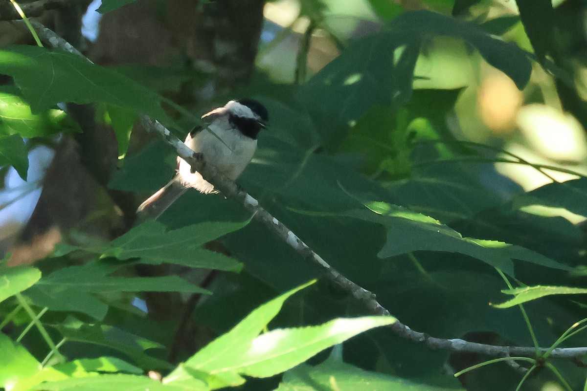Carolina Chickadee - ML638270945