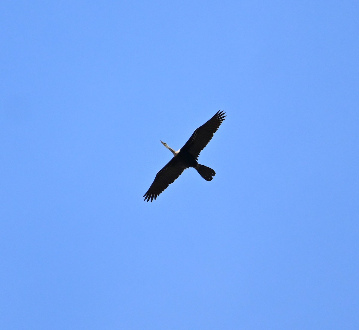 Oriental Darter - ML638270947