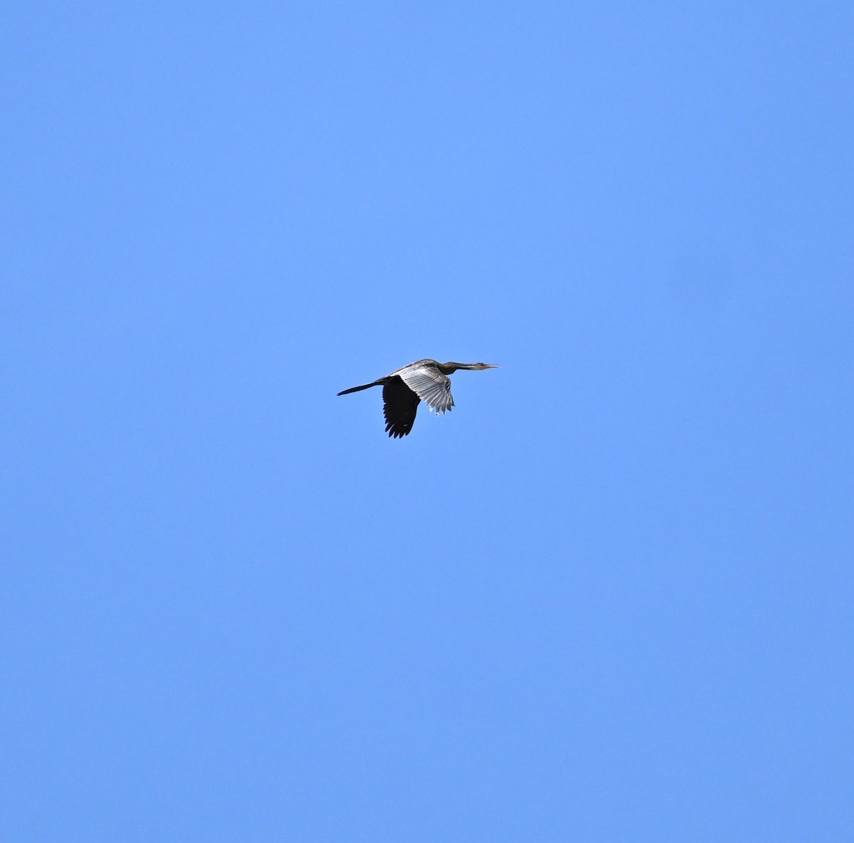 Oriental Darter - ML638270948