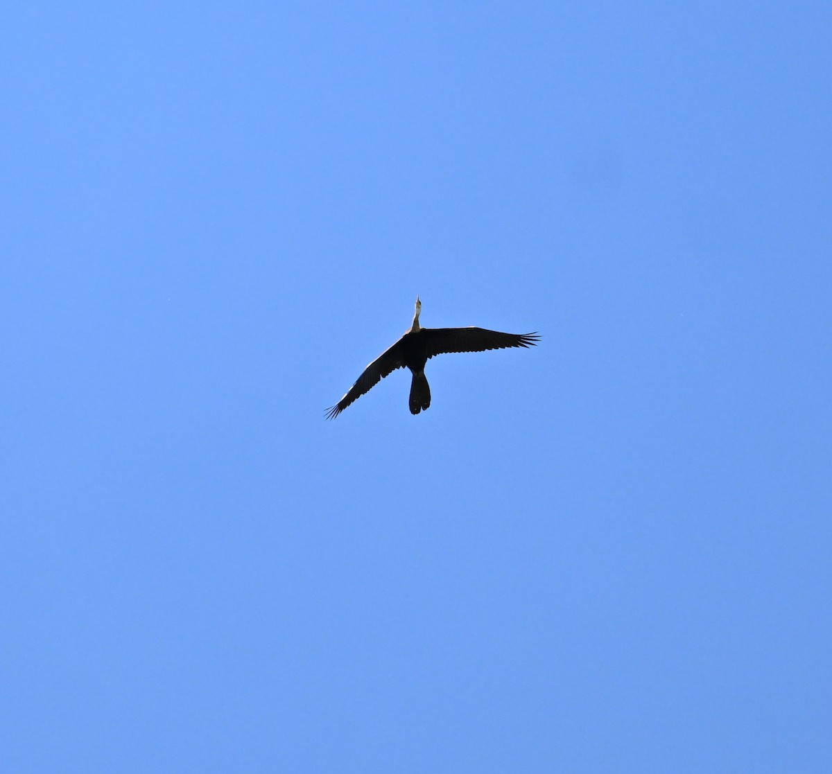 Oriental Darter - ML638270949