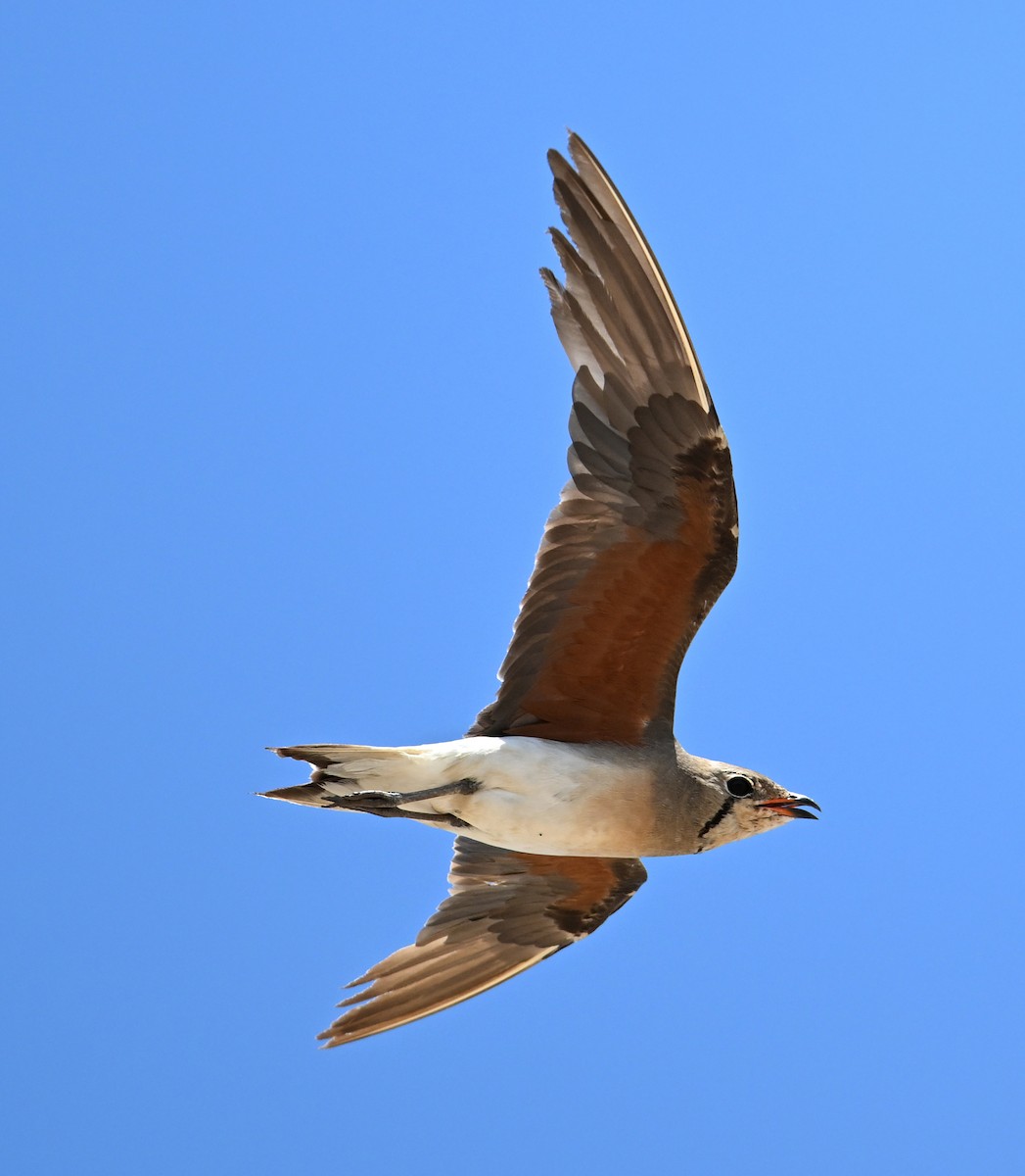 Oriental Pratincole - ML638270958