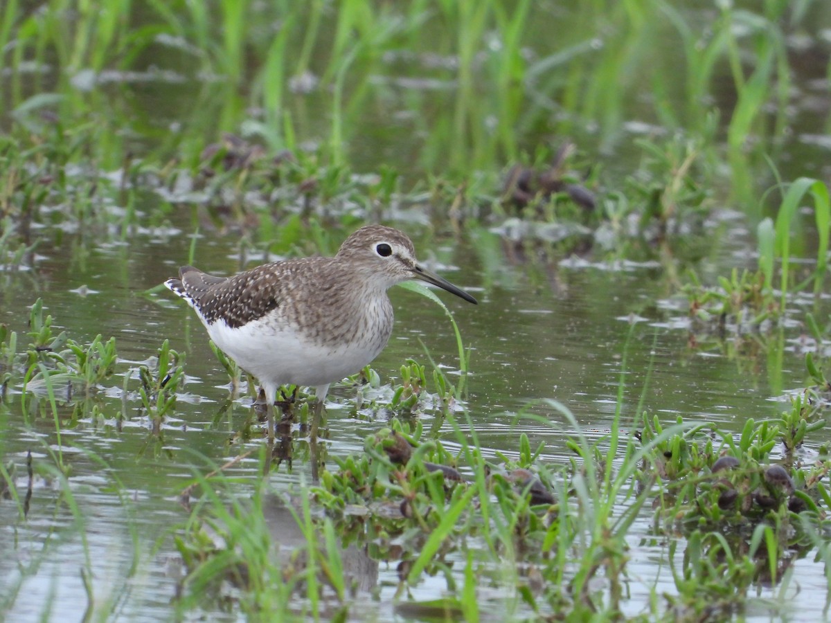 Solitary Sandpiper - ML638270965