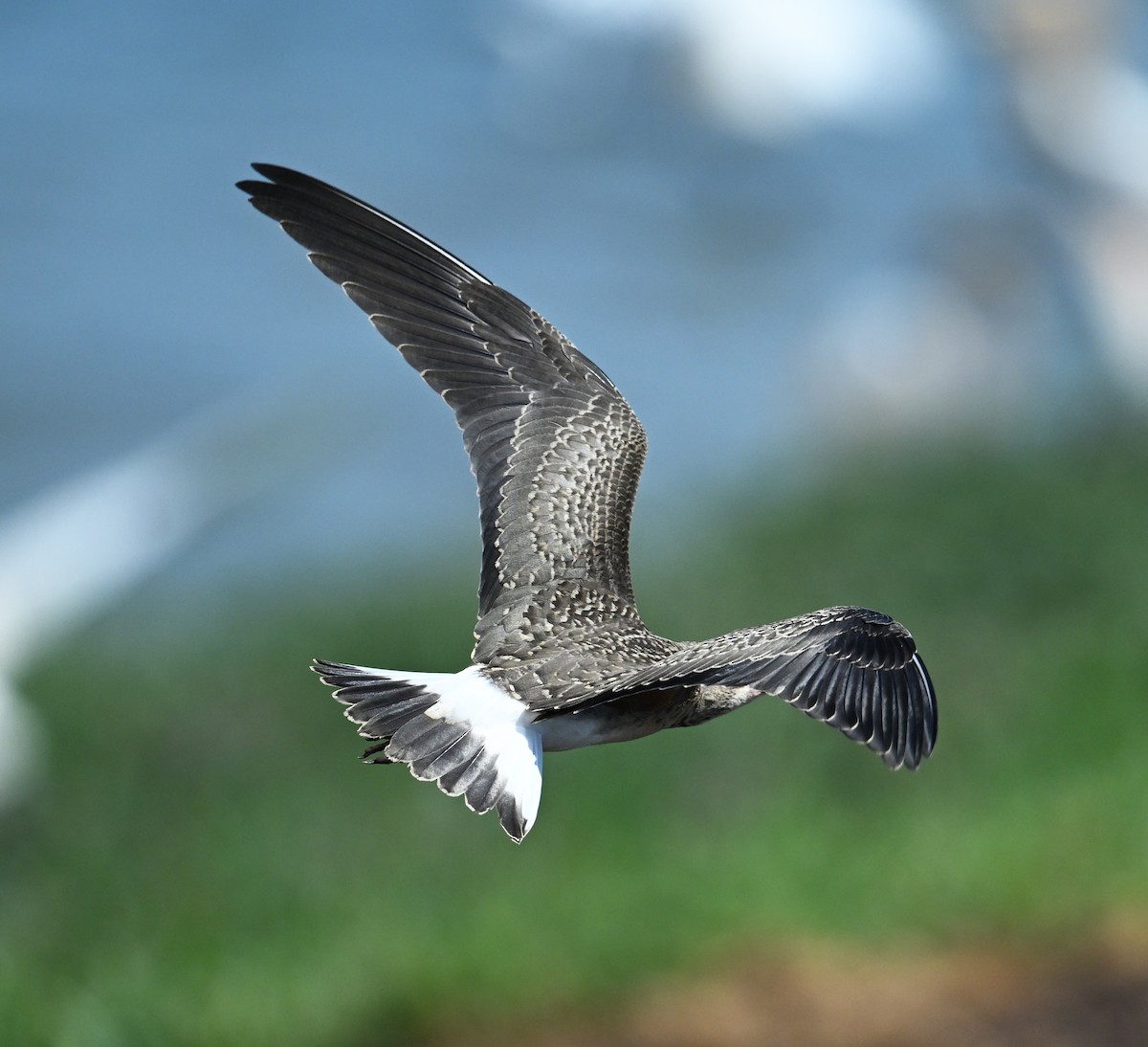 Oriental Pratincole - ML638270967