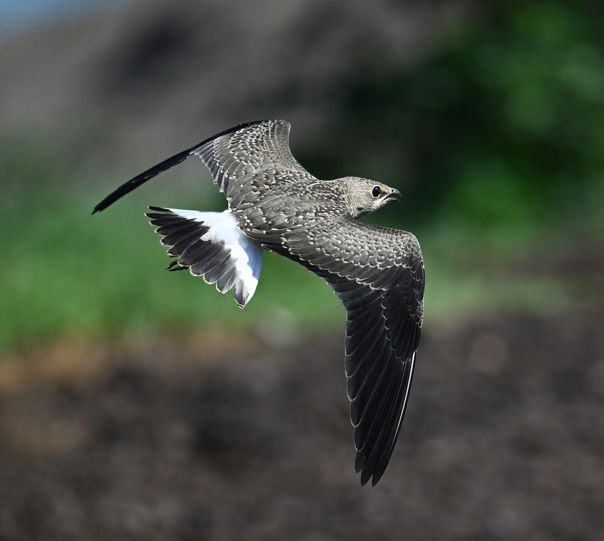 Oriental Pratincole - ML638270968
