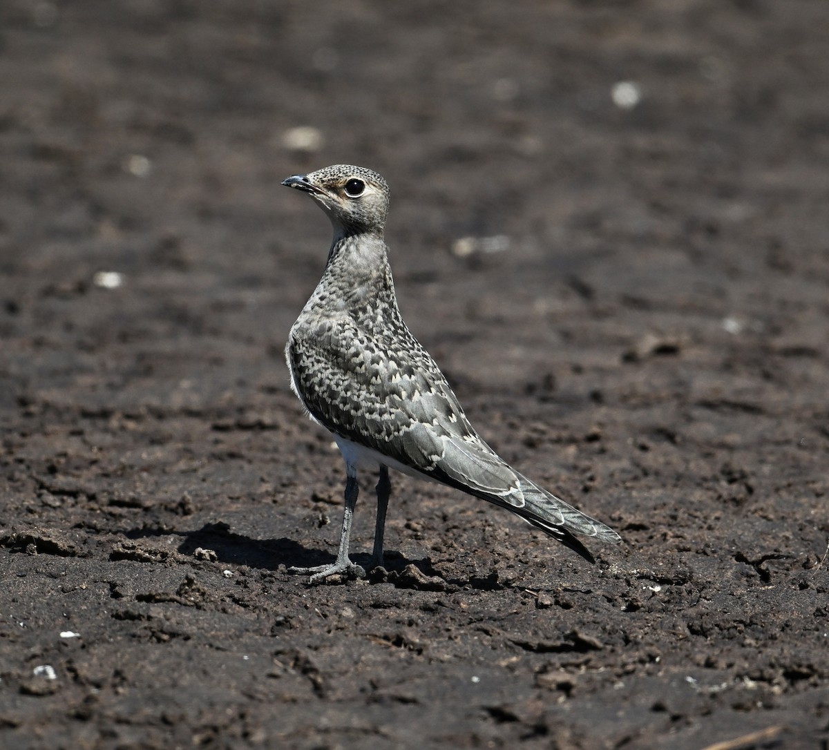 Oriental Pratincole - ML638270972