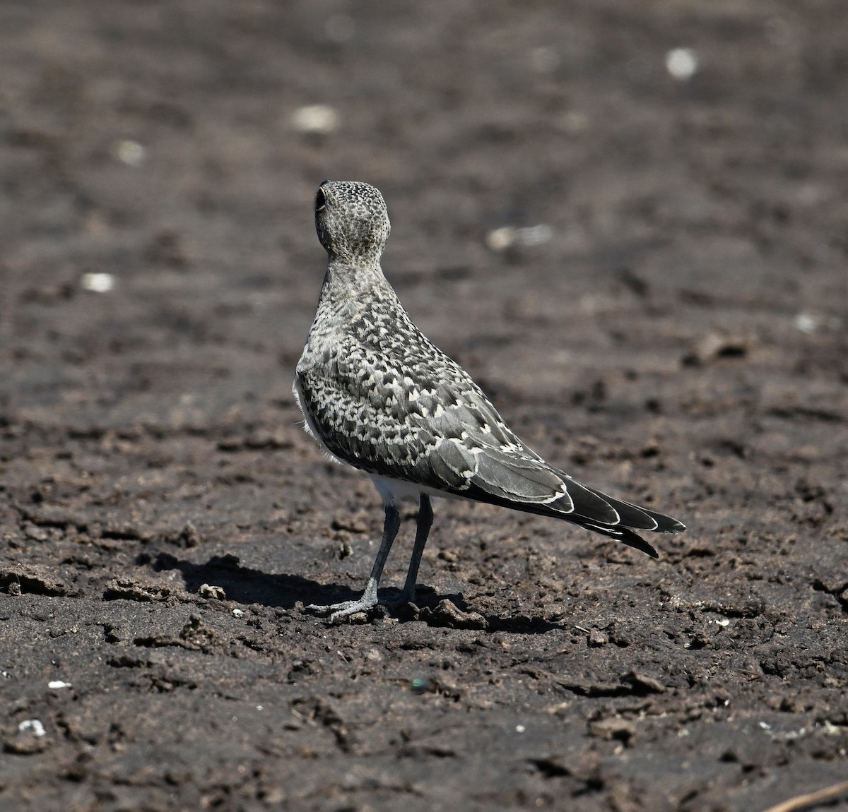 Oriental Pratincole - ML638270973