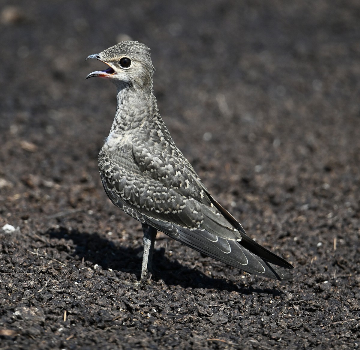 Oriental Pratincole - ML638270977