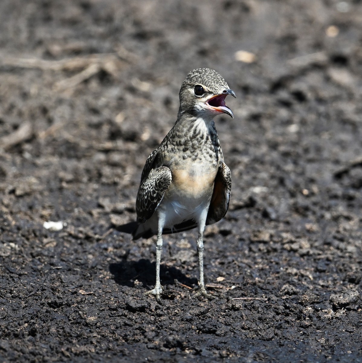 Oriental Pratincole - ML638270978