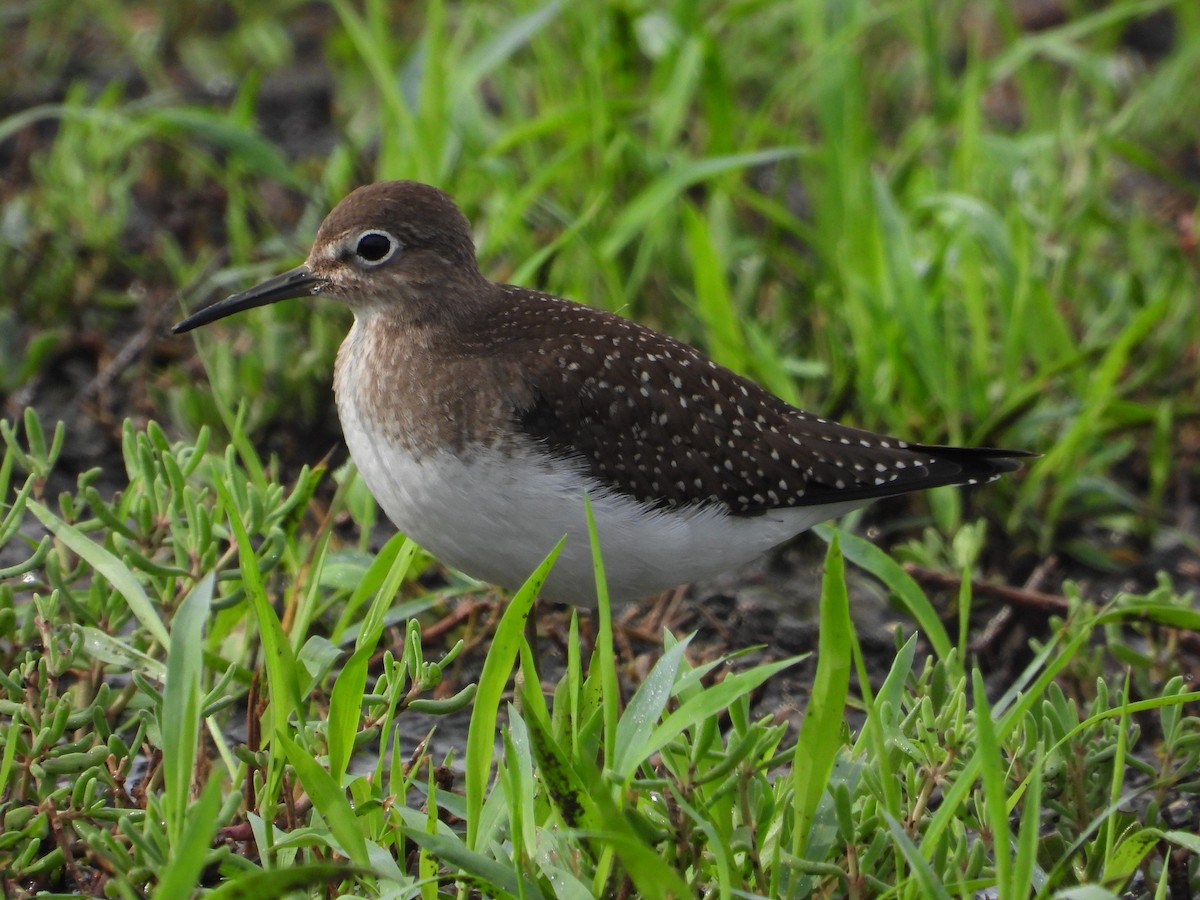 Solitary Sandpiper - ML638270979
