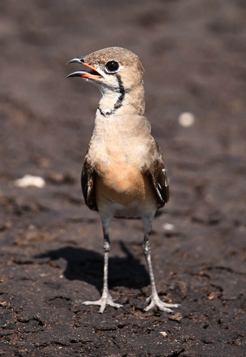 Oriental Pratincole - ML638270981