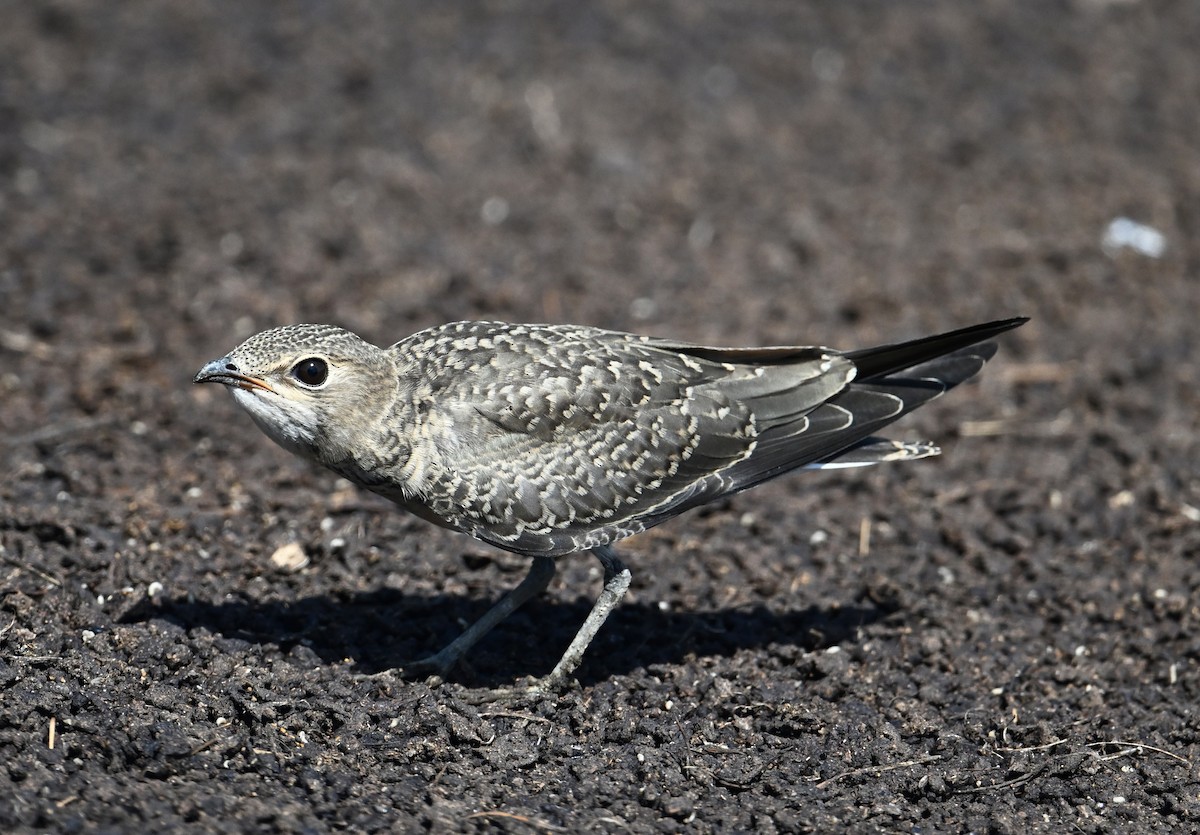 Oriental Pratincole - ML638270982