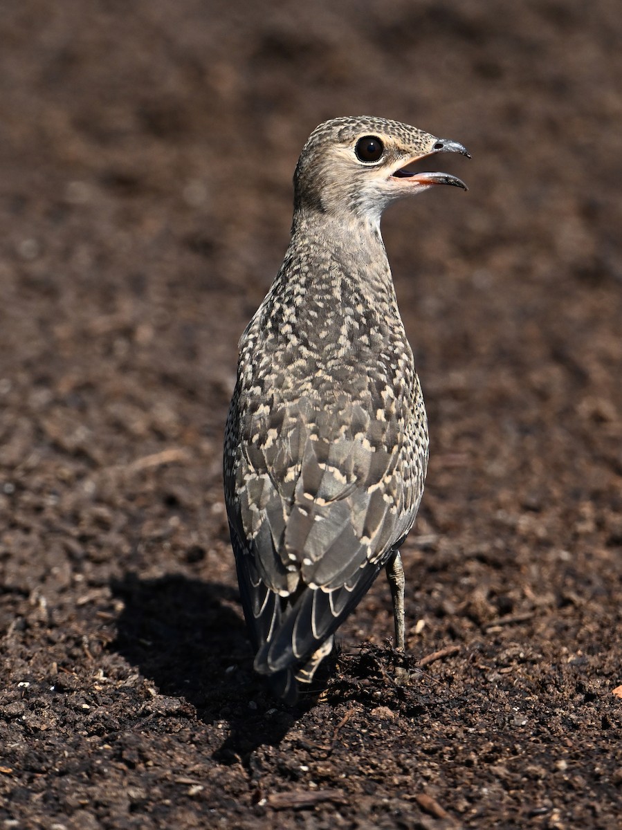 Oriental Pratincole - ML638270983