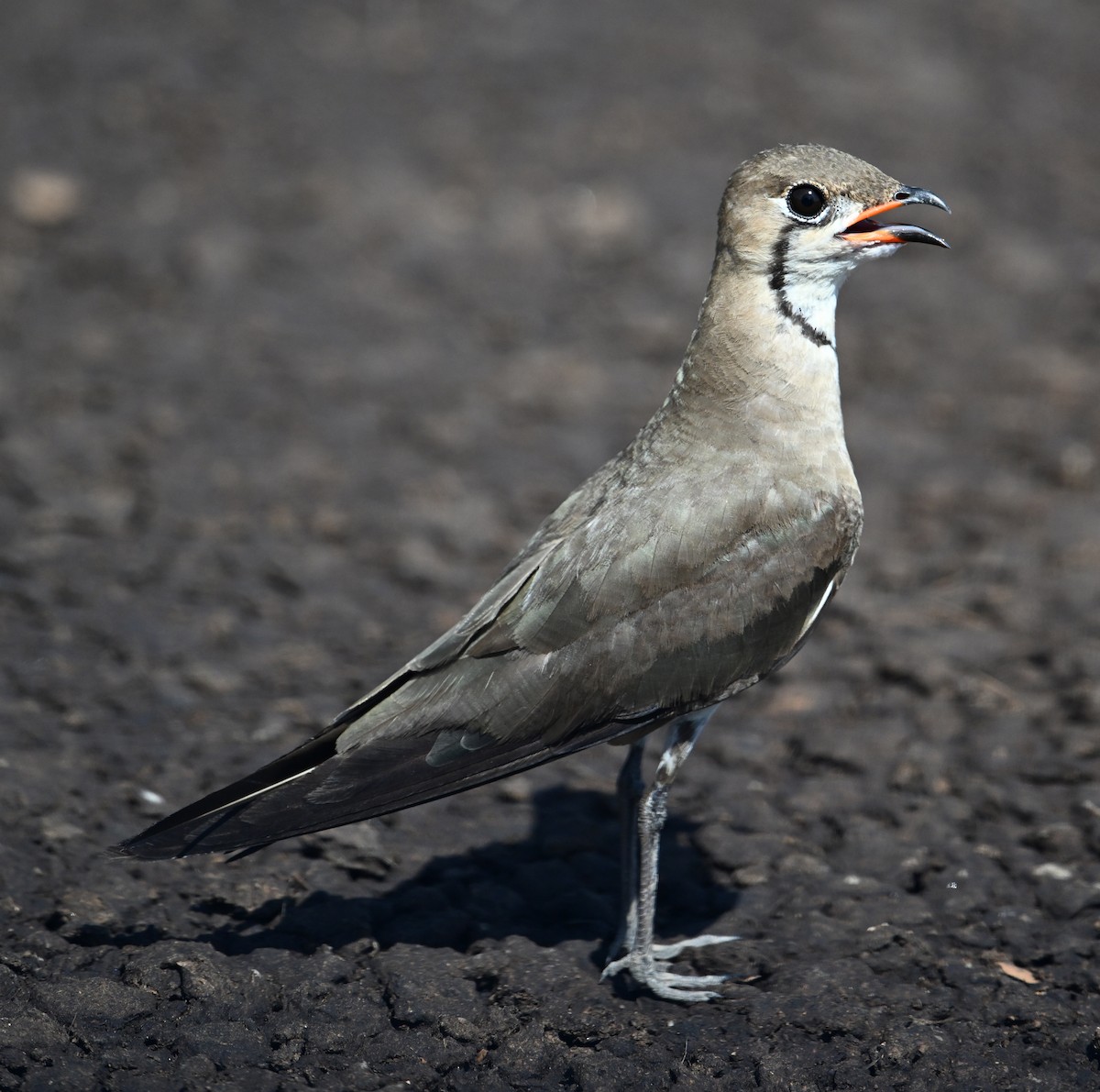 Oriental Pratincole - ML638270996