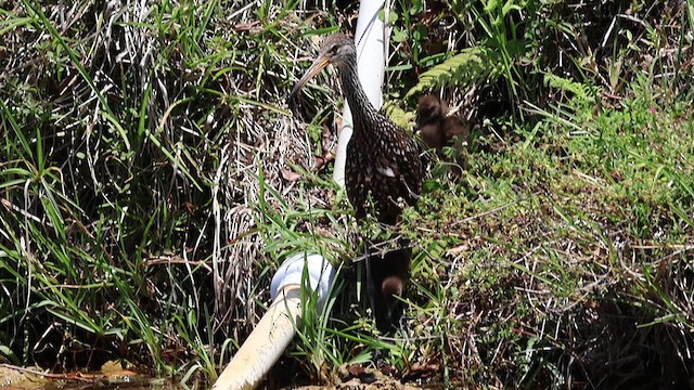 Limpkin (Speckled) - ML638270999