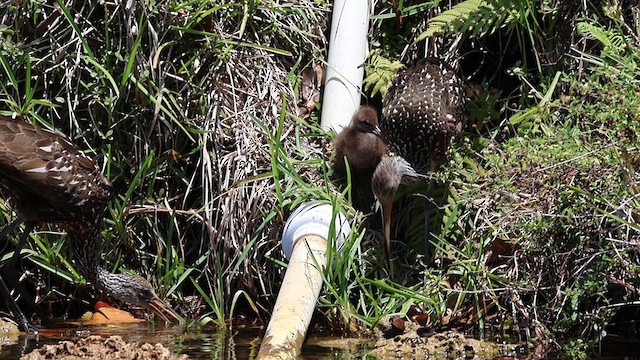 Limpkin (Speckled) - ML638271000