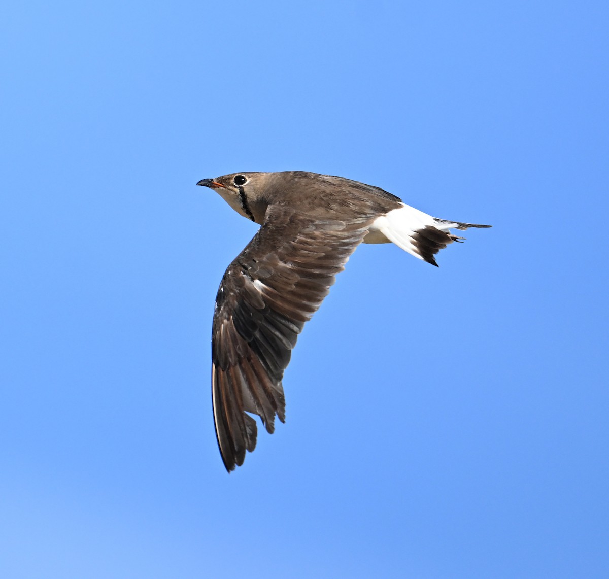 Oriental Pratincole - ML638271014