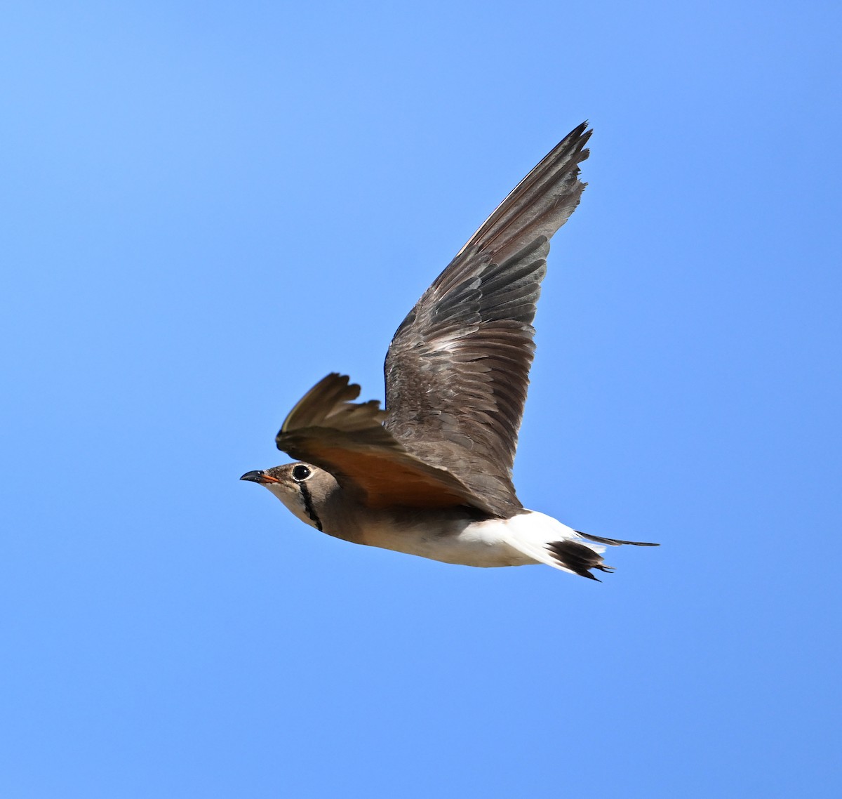 Oriental Pratincole - ML638271015