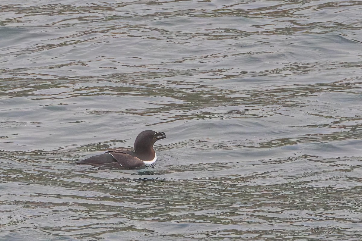 Razorbill - ML638271017