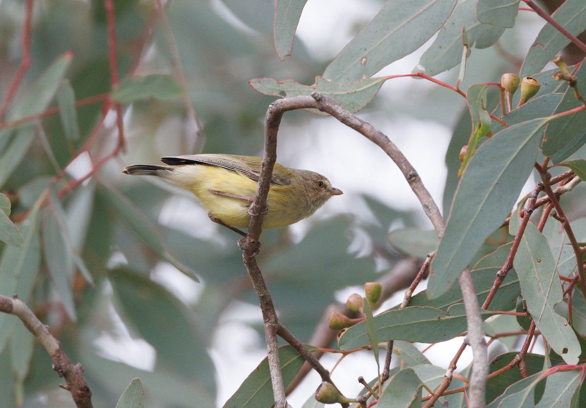 Weebill - ML638271018