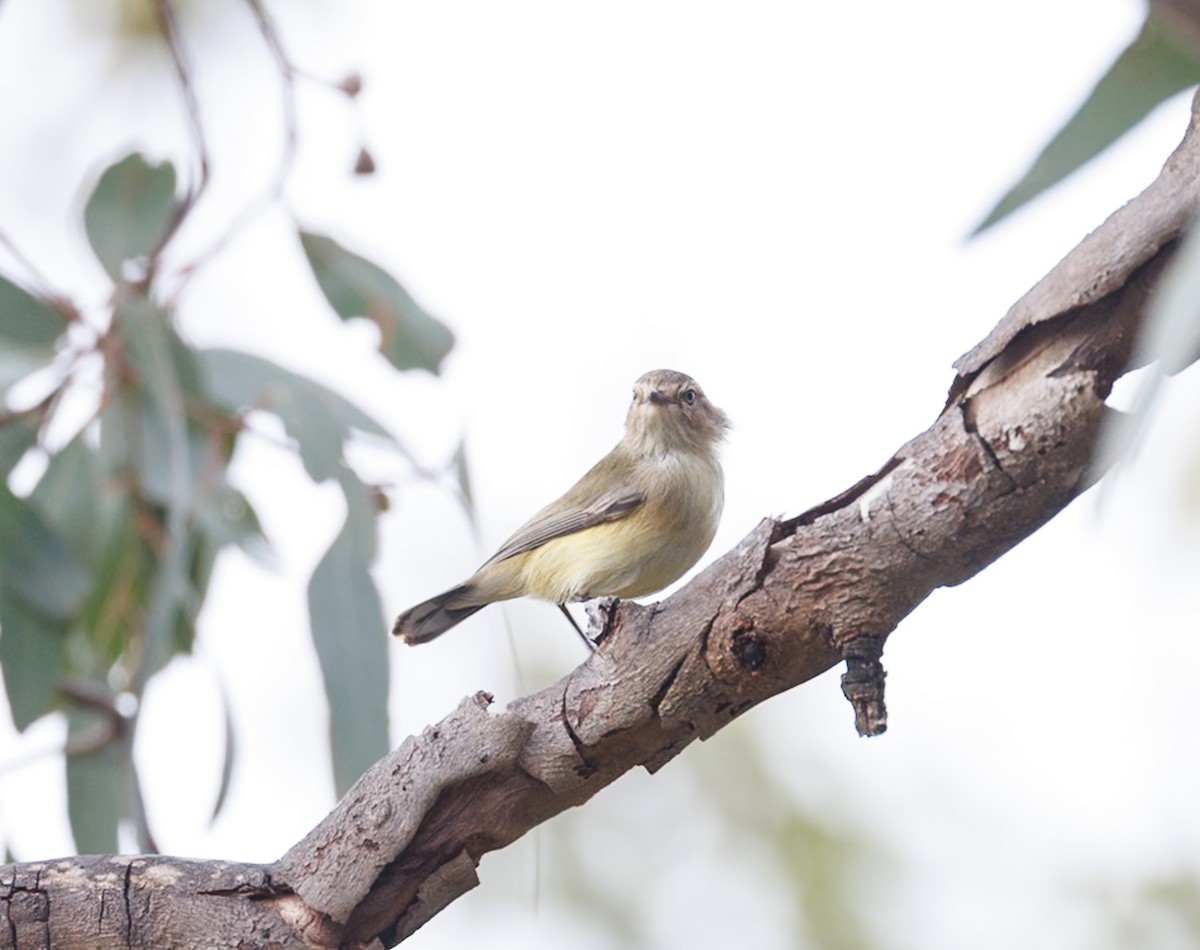 Weebill - ML638271019