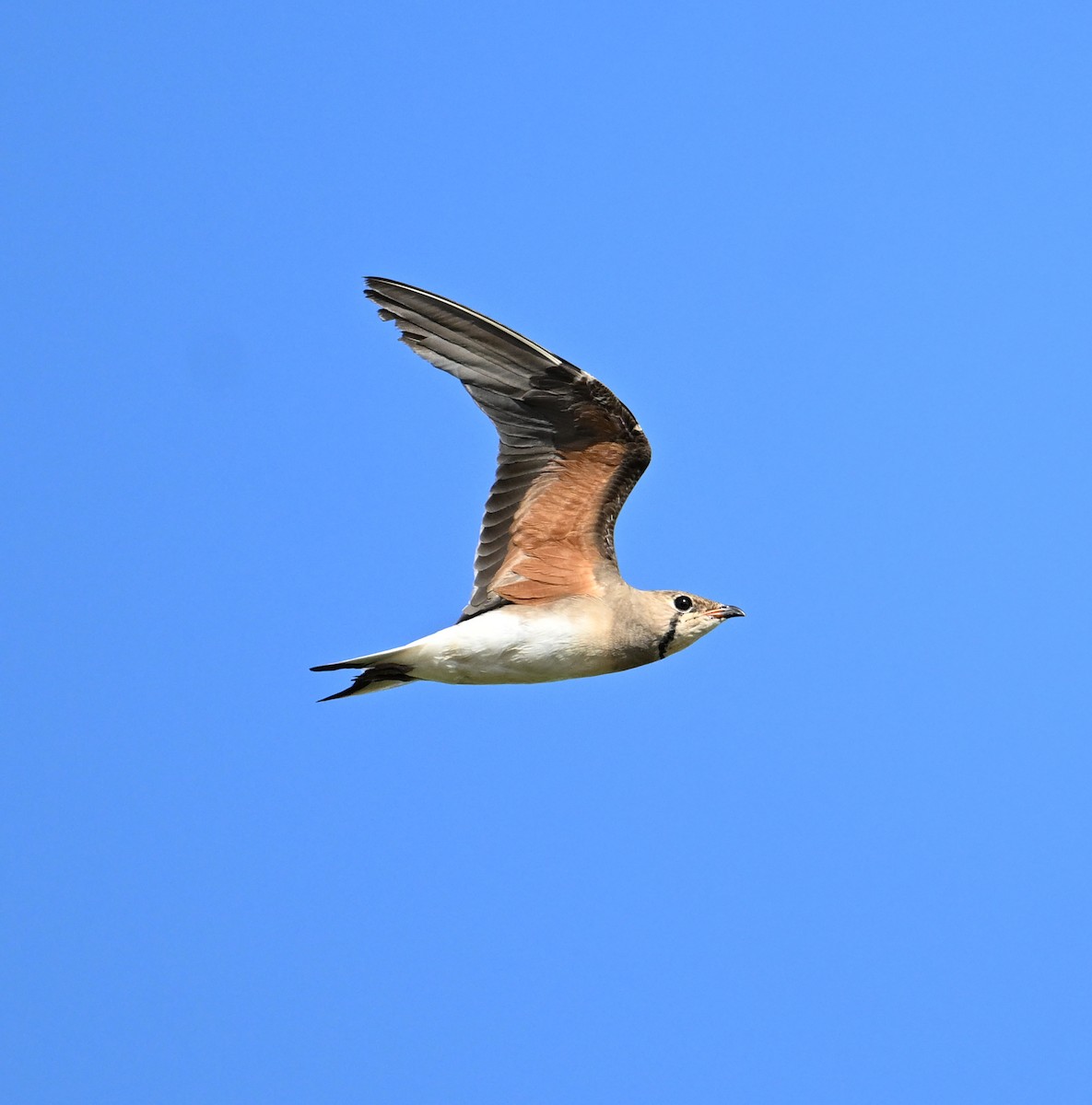 Oriental Pratincole - ML638271020