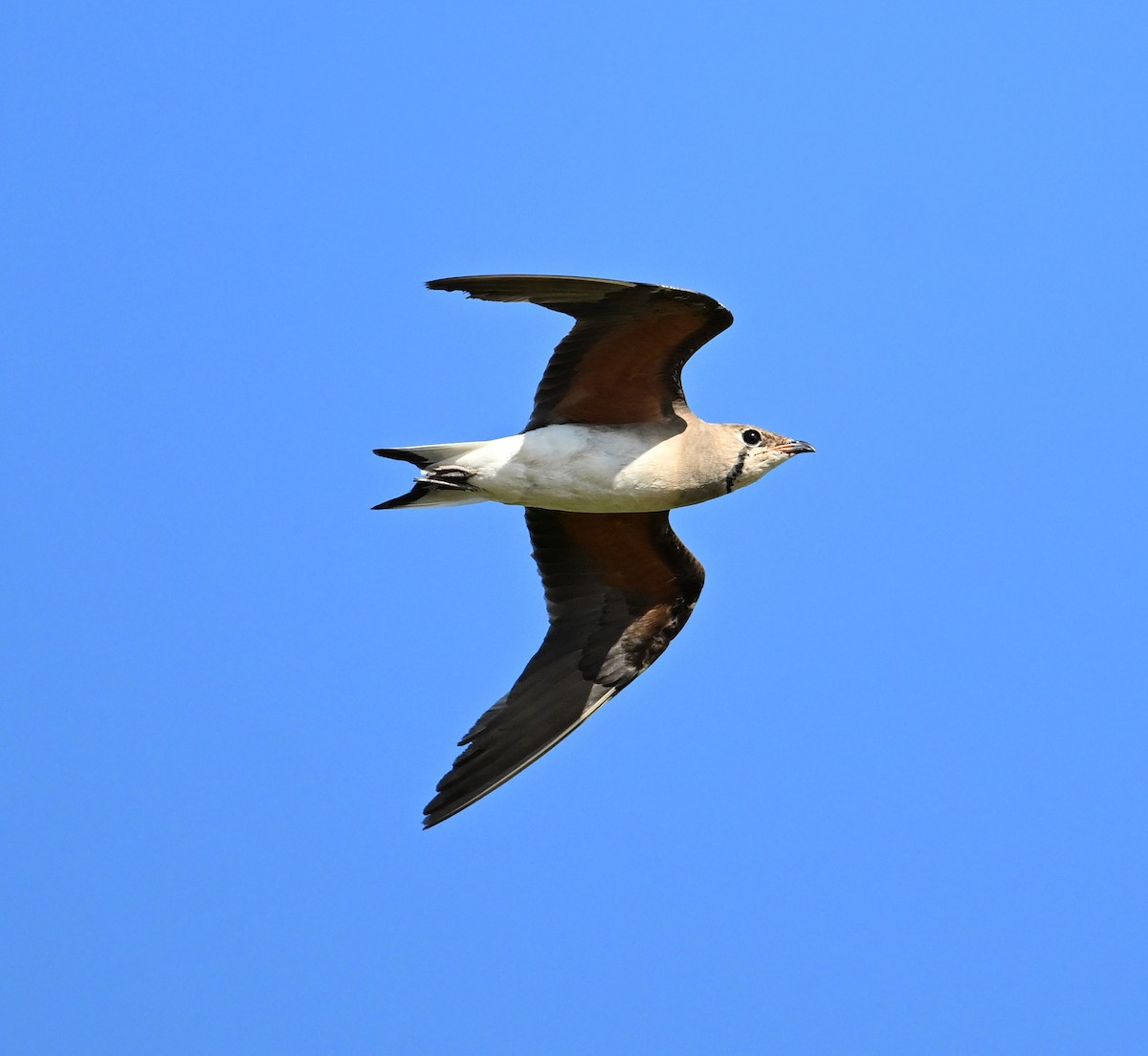 Oriental Pratincole - ML638271021