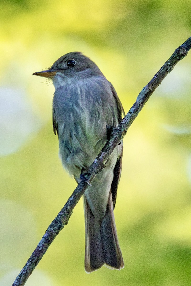 Eastern Wood-Pewee - ML638271023
