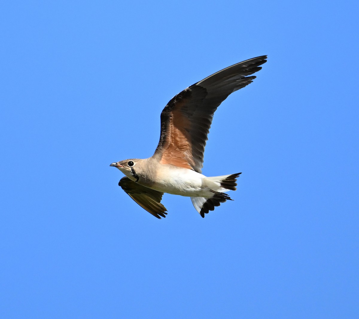 Oriental Pratincole - ML638271024