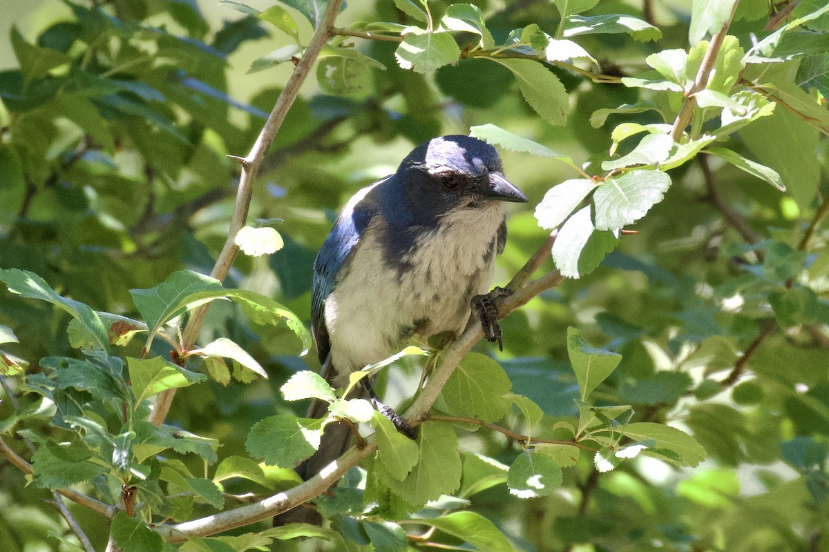 California Scrub-Jay - ML638271034