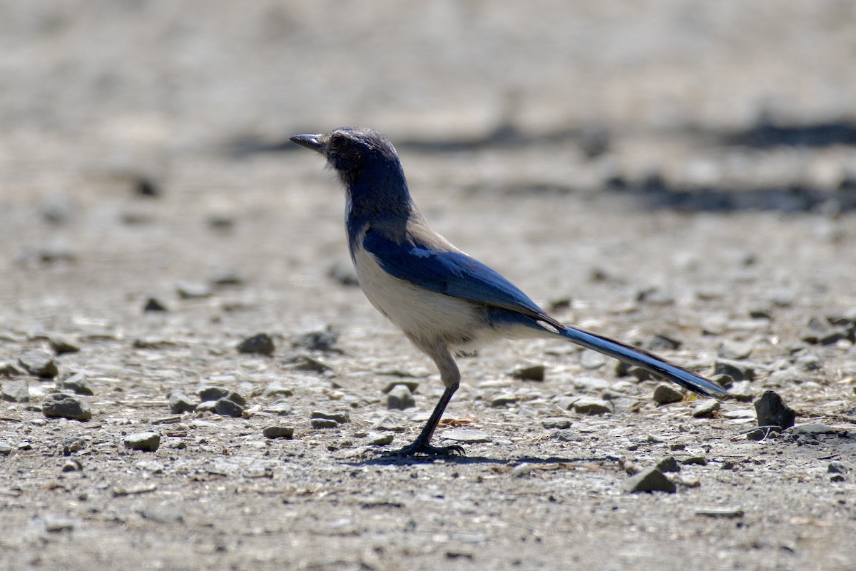 California Scrub-Jay - ML638271035