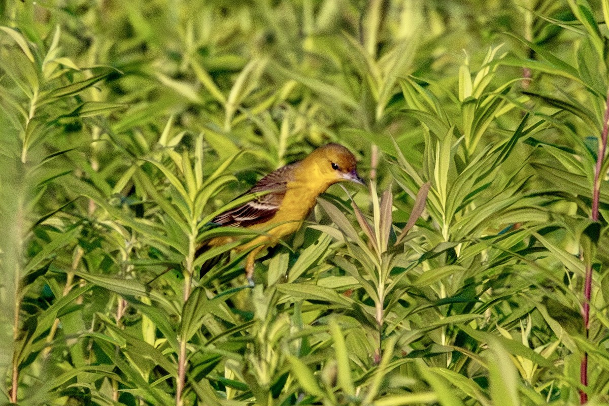Orchard Oriole - ML638271043
