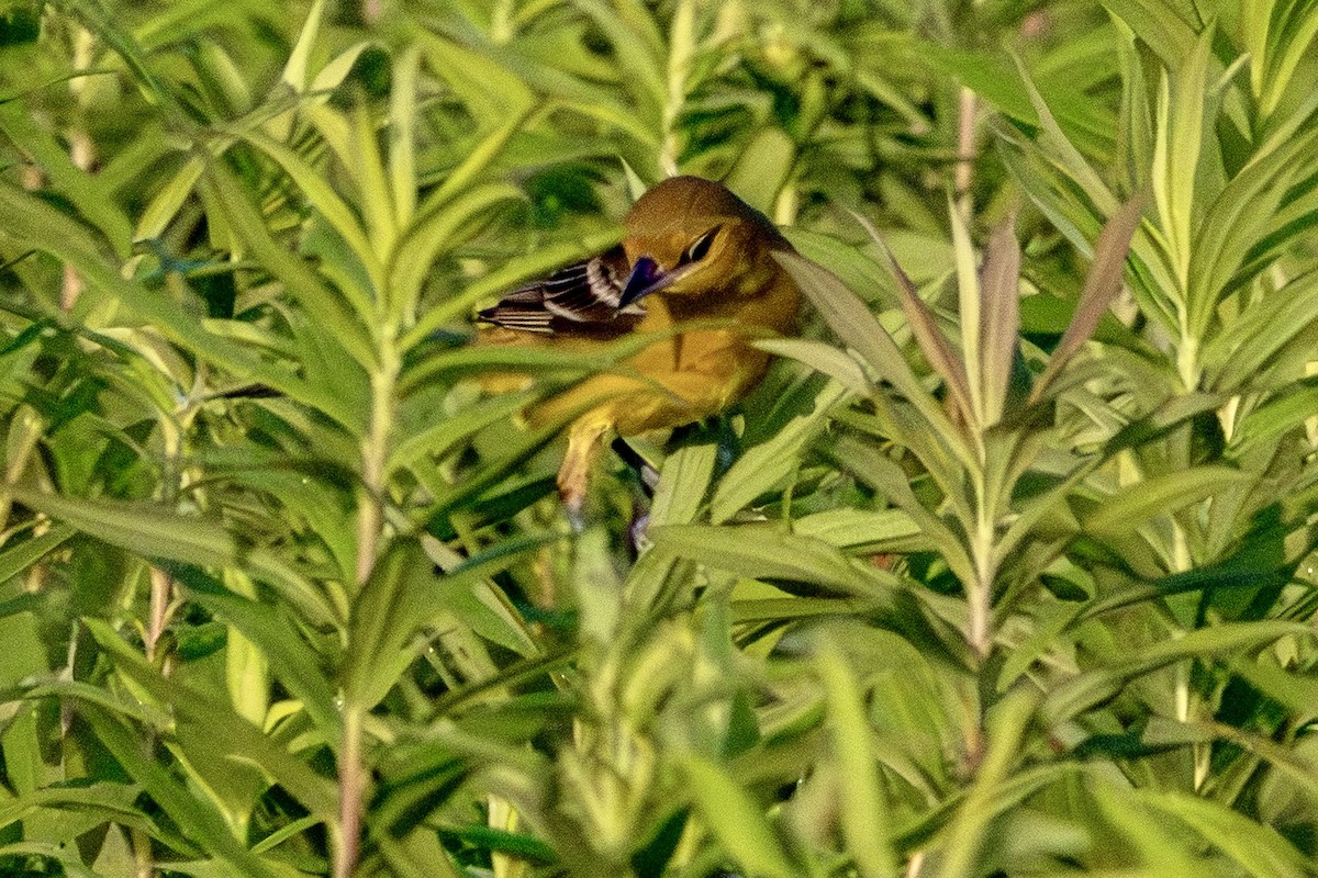 Orchard Oriole - ML638271044