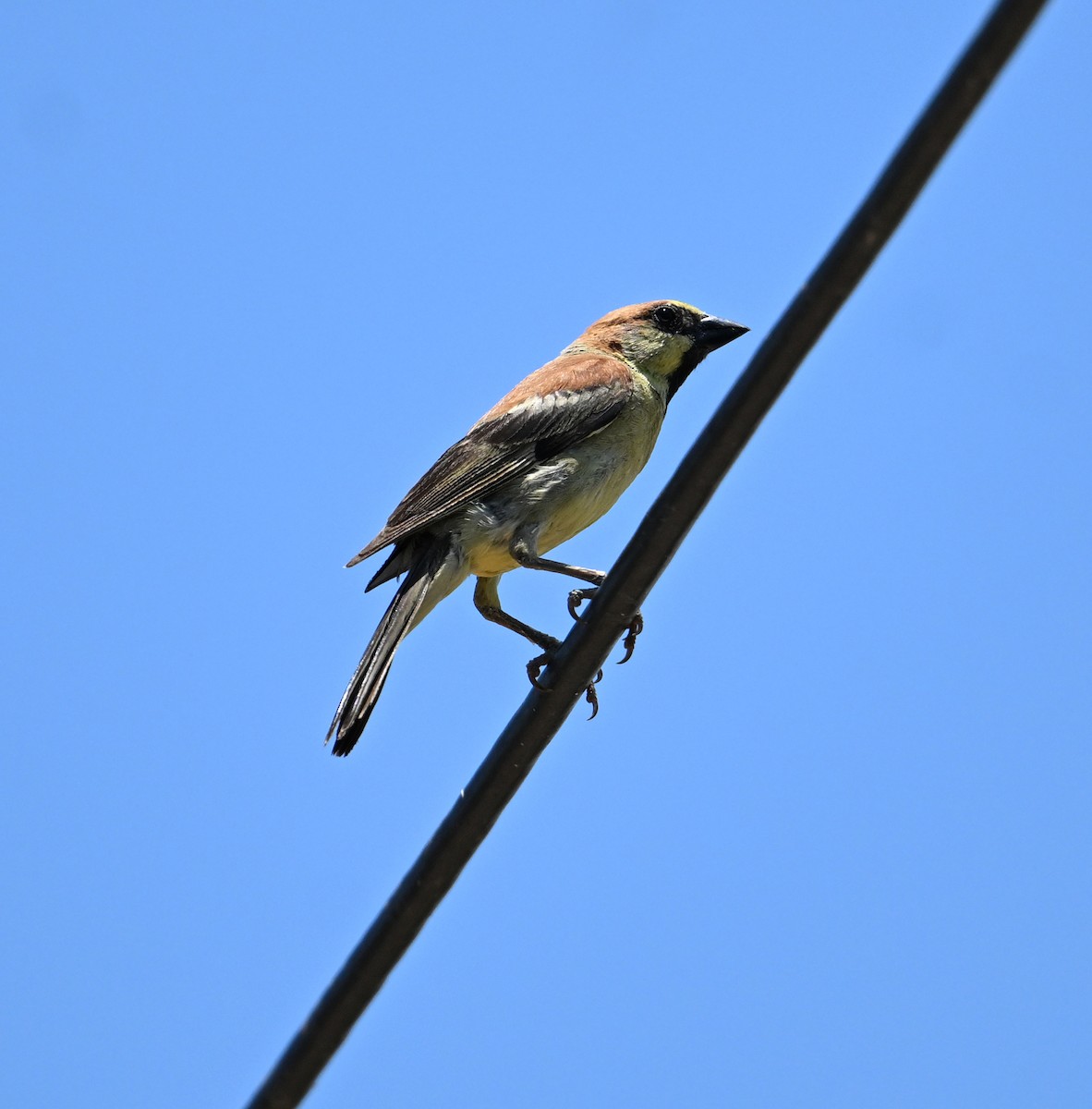 Plain-backed Sparrow - ML638271057