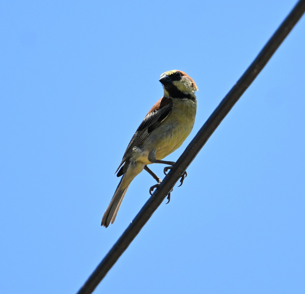 Plain-backed Sparrow - ML638271058