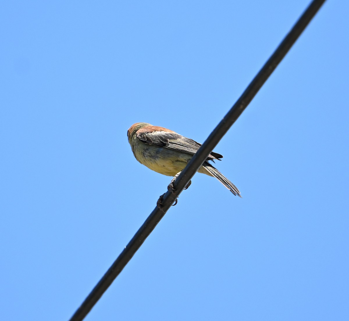 Plain-backed Sparrow - ML638271061
