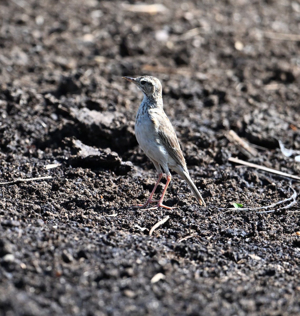 Paddyfield Pipit - ML638271075