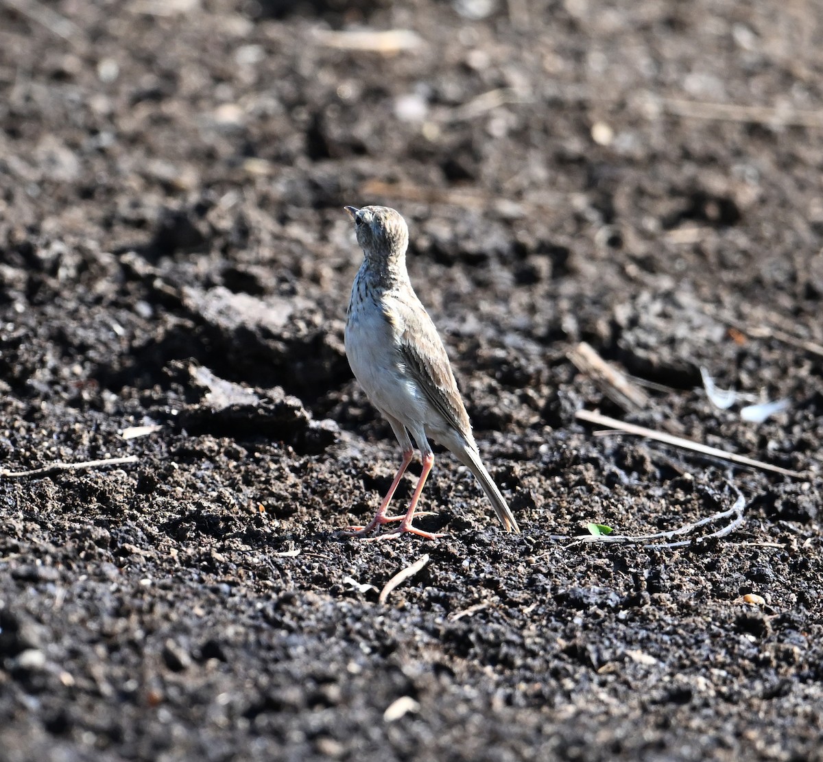 Paddyfield Pipit - ML638271076