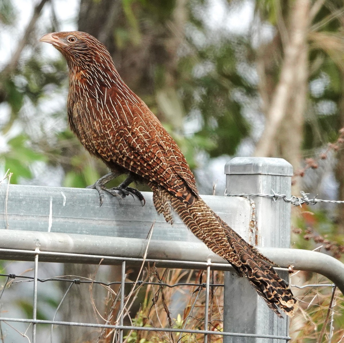 Pheasant Coucal - ML638271080