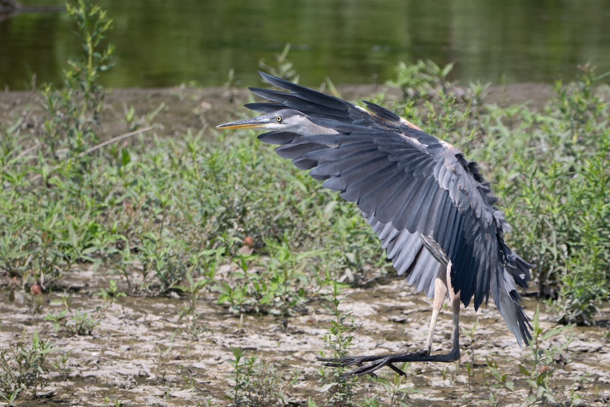 Great Blue Heron - ML638271098