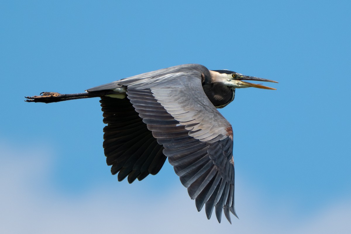 Great Blue Heron - ML638271100