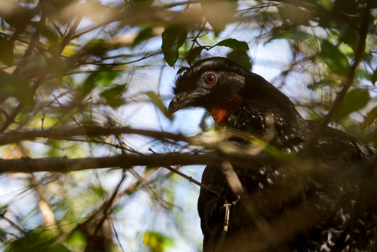 Dusky-legged Guan - ML638271125