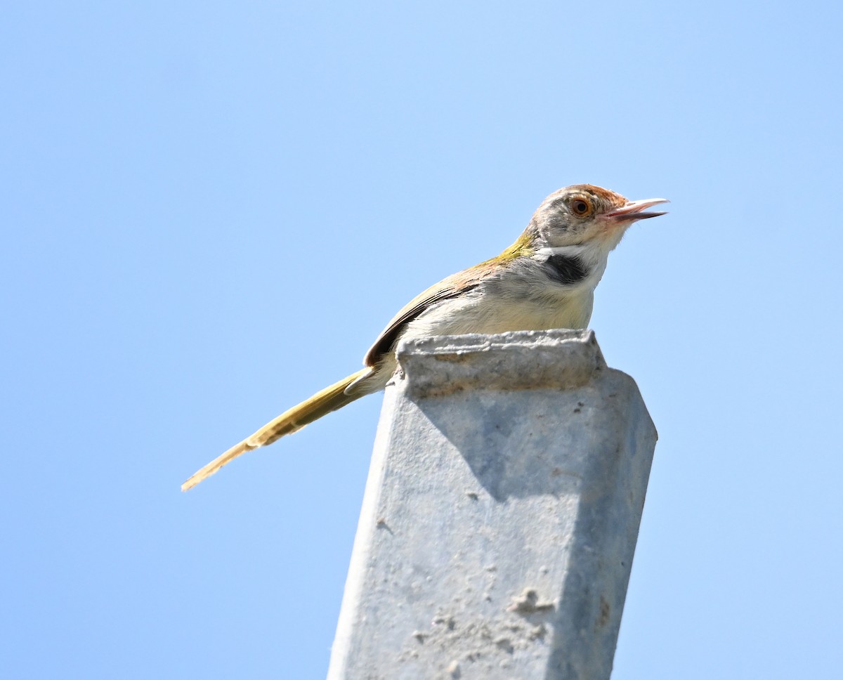 Common Tailorbird - ML638271140