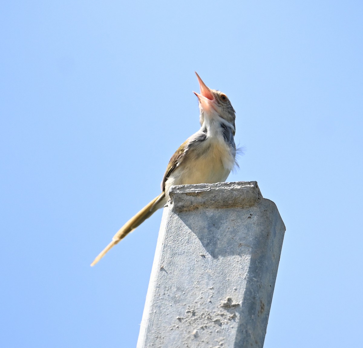 Common Tailorbird - ML638271141