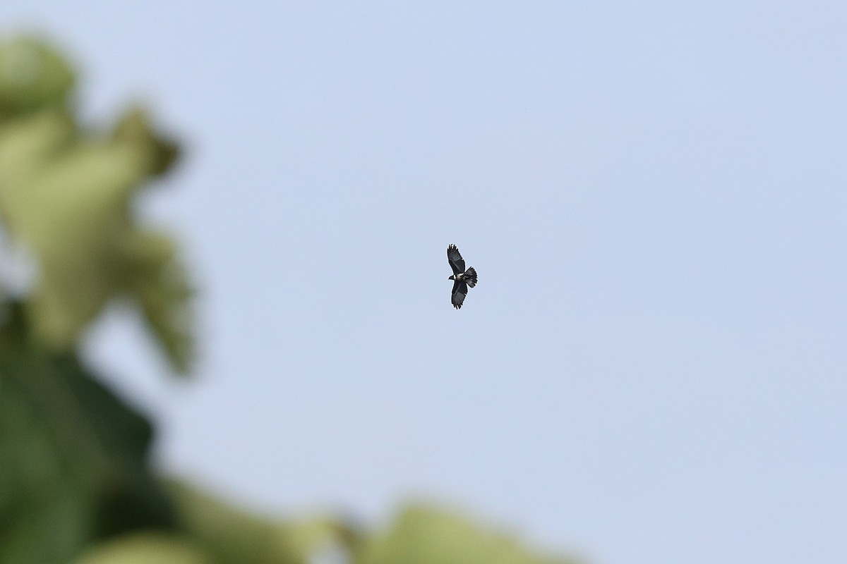 Black Baza - ML638271144