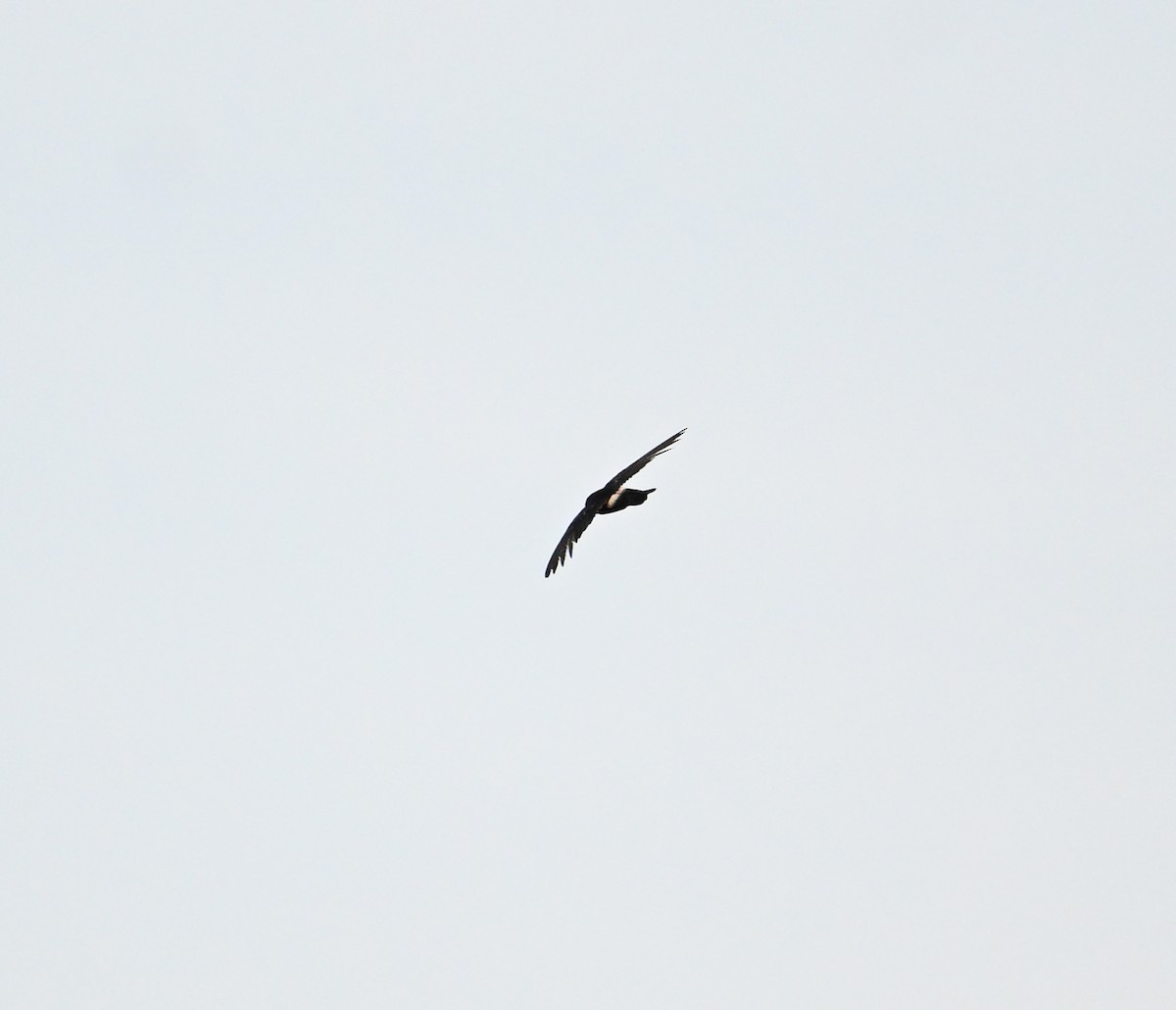 House Swift - ML638271170
